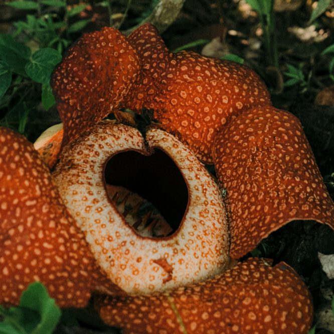 rafflesia
