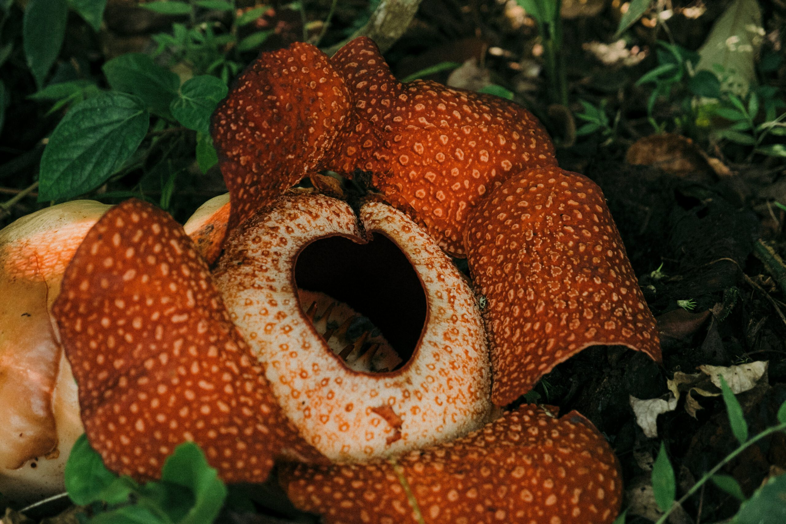 rafflesia