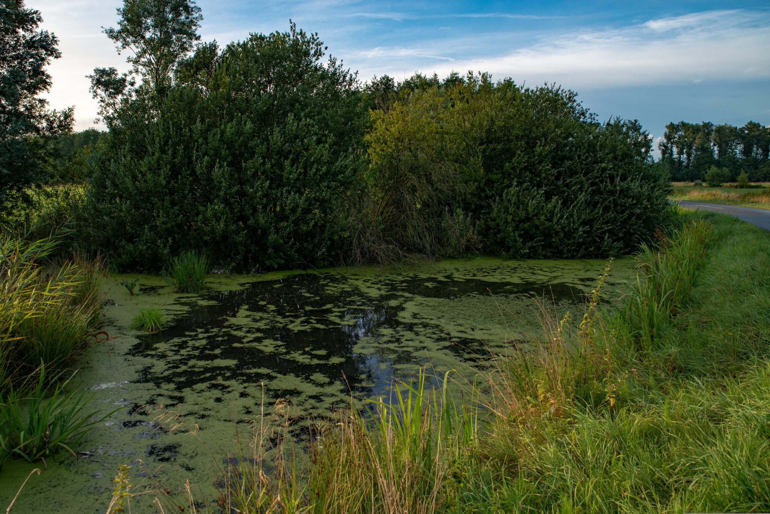 Wasserlinsen in der Natur