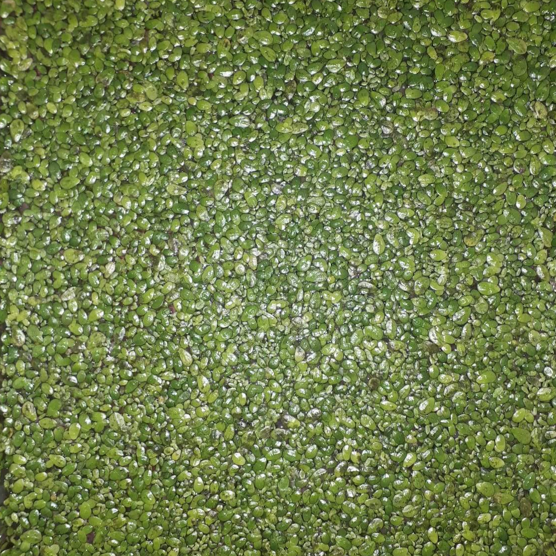 Wasserlinsen im Detail