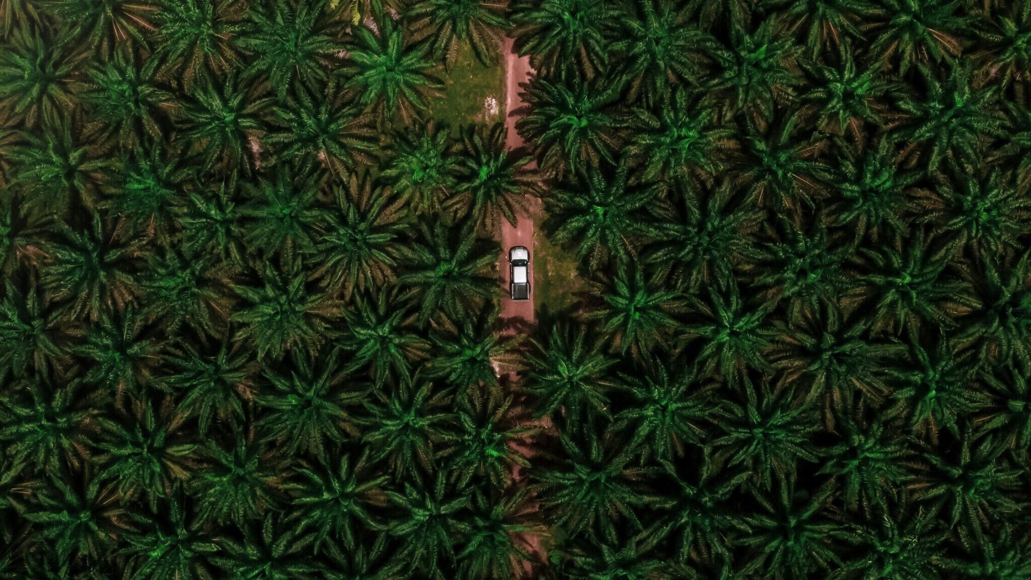 Palmölplantage