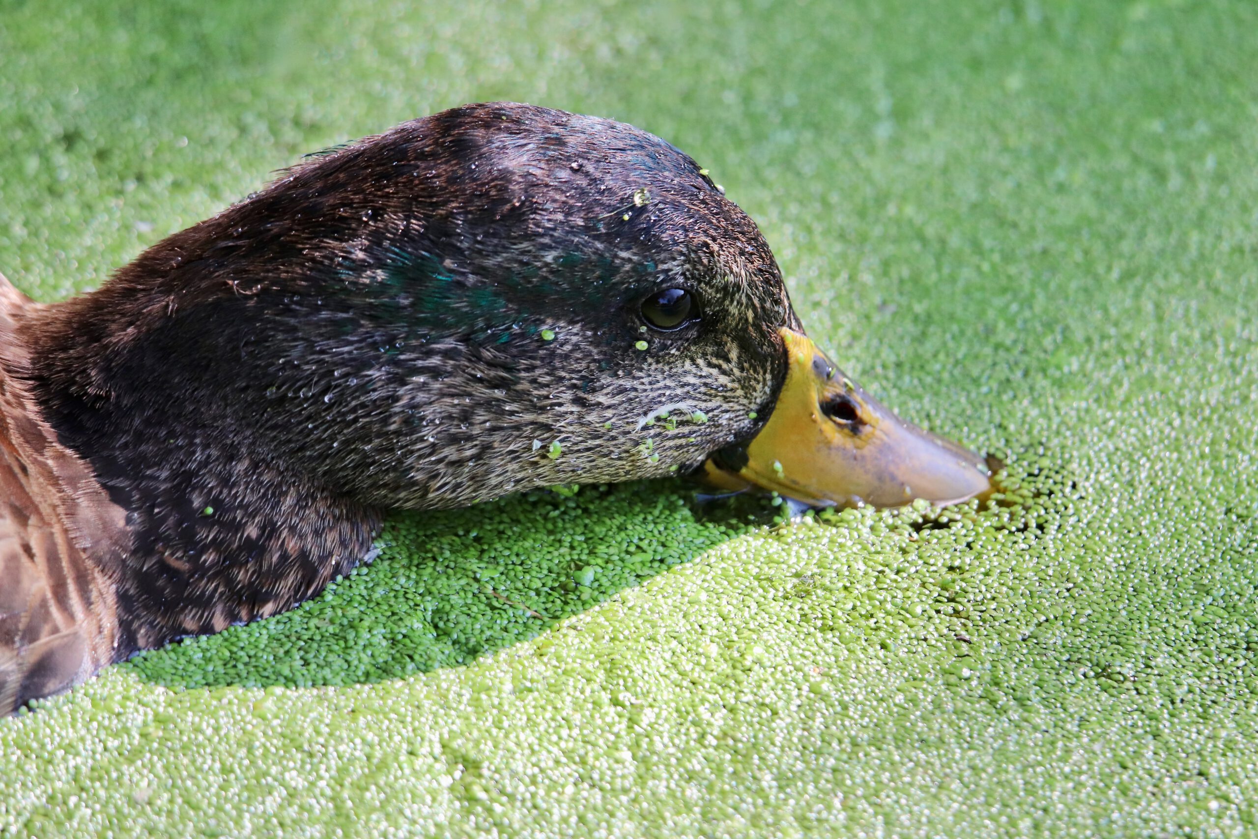 Ente frisst Wasserlinsen