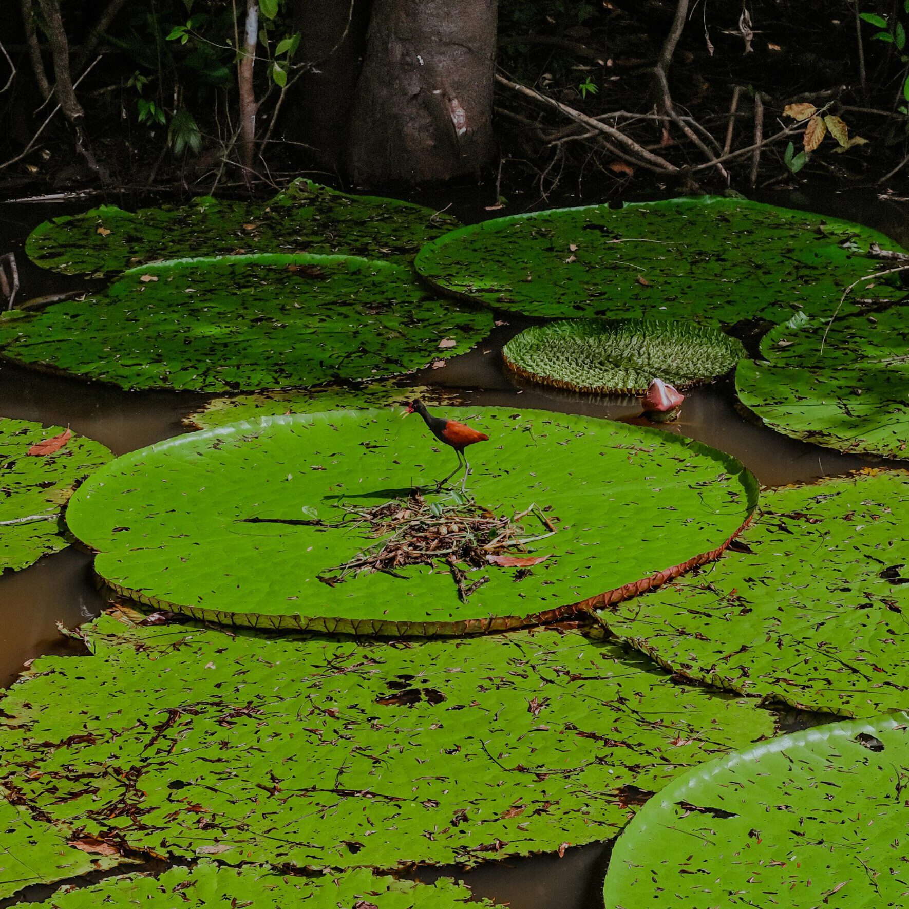 voctoria amazonica