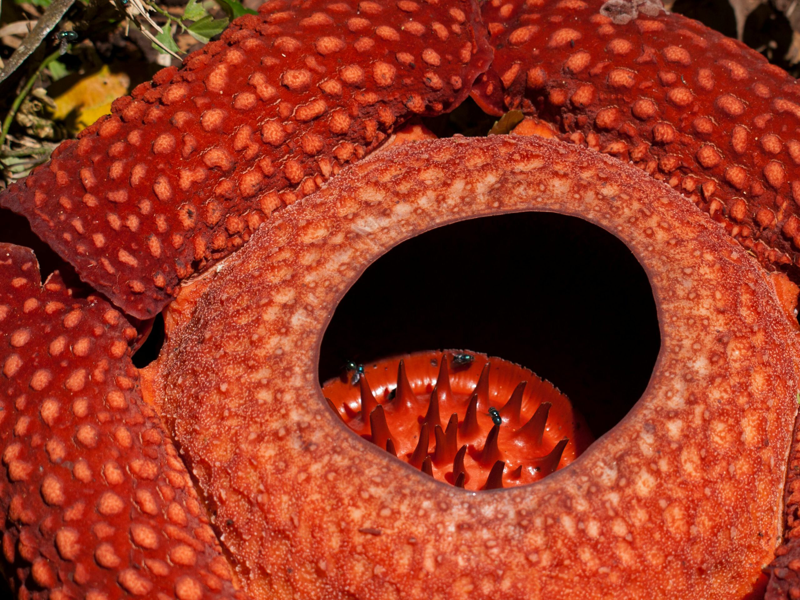 Rafflesia