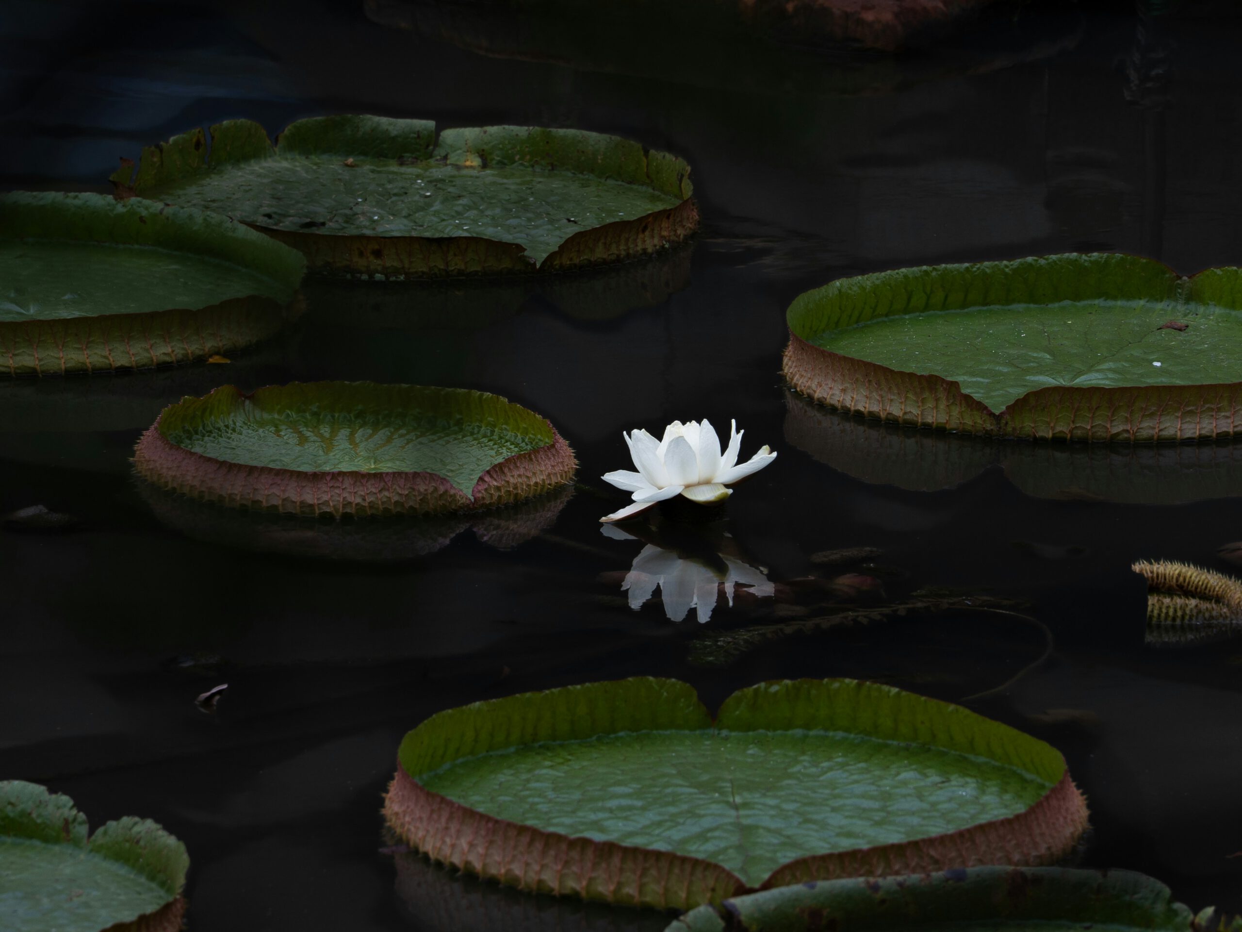 victoria amazonica