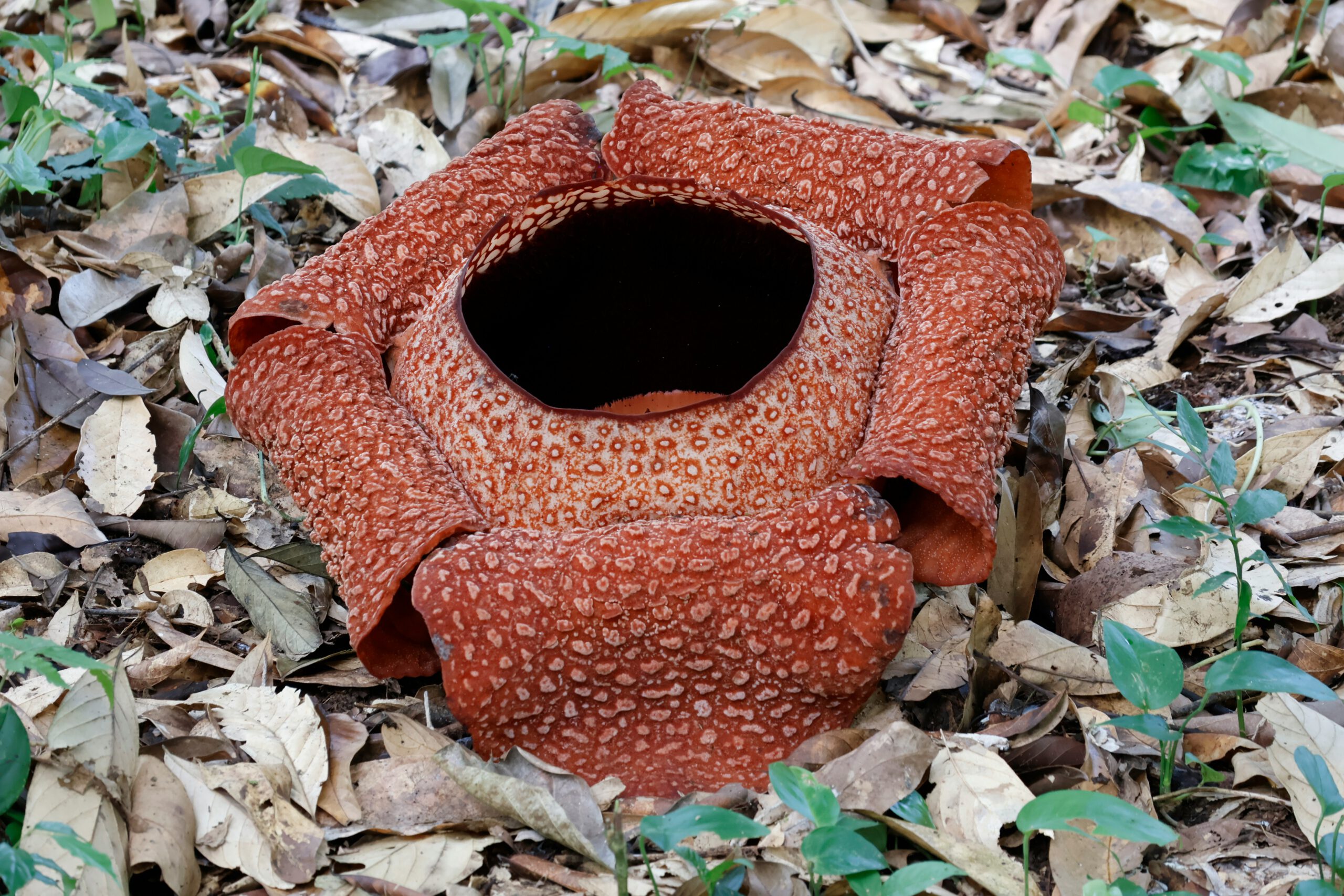 Rafflesia