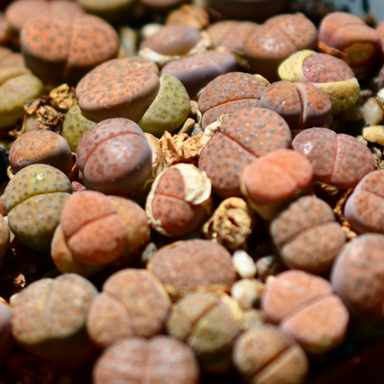 lebende steine - lithops