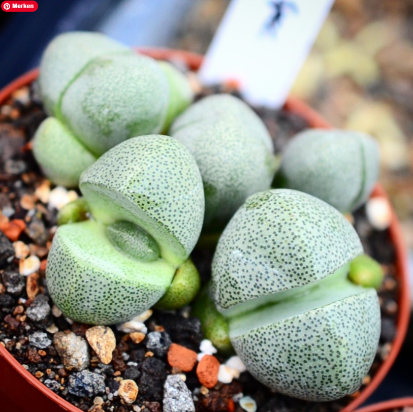 Lebender Granit - Pleiospilos