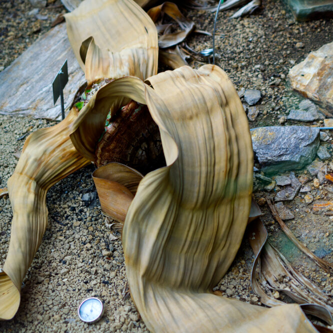 Welwitschia