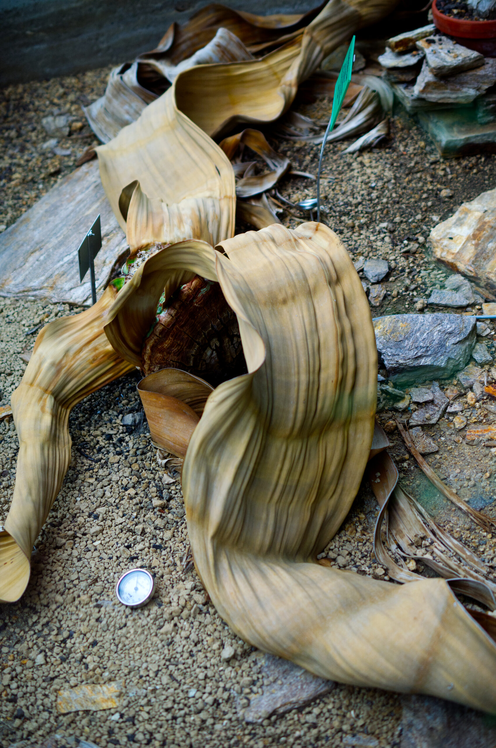 Welwitschia