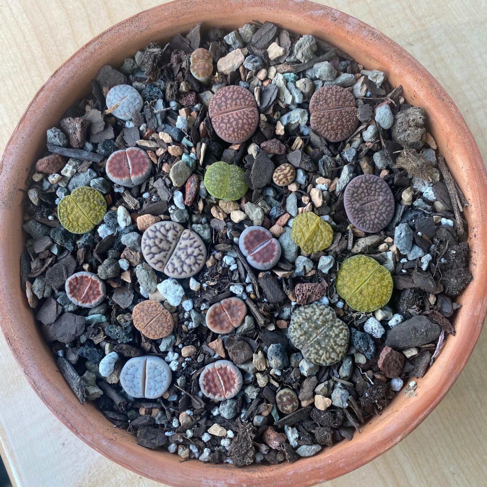 lithops - lebende steine