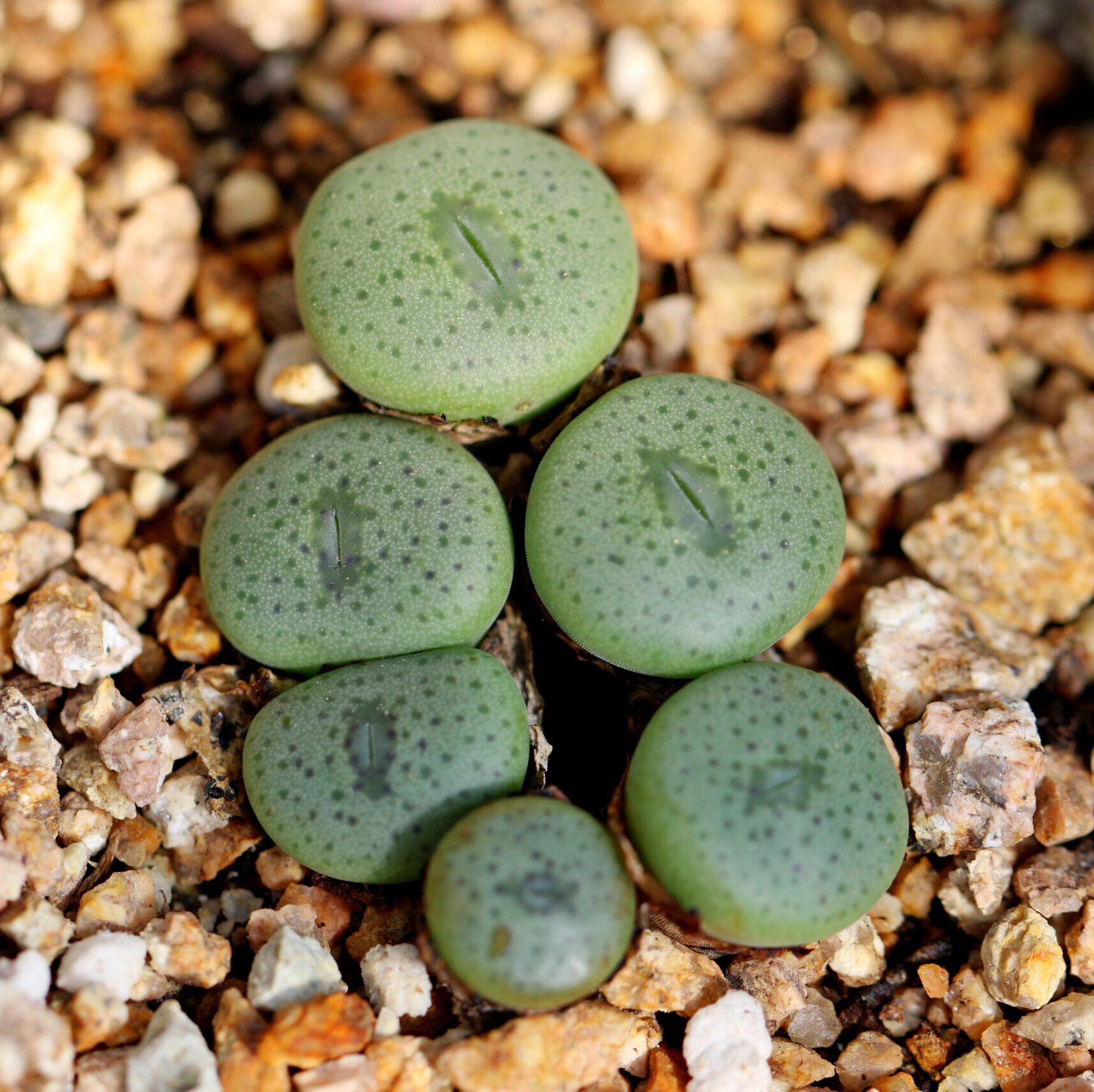 Conophytum