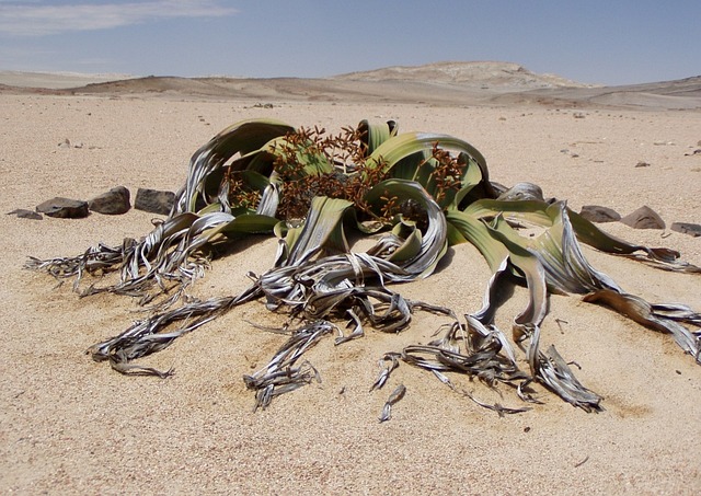 welwitschia