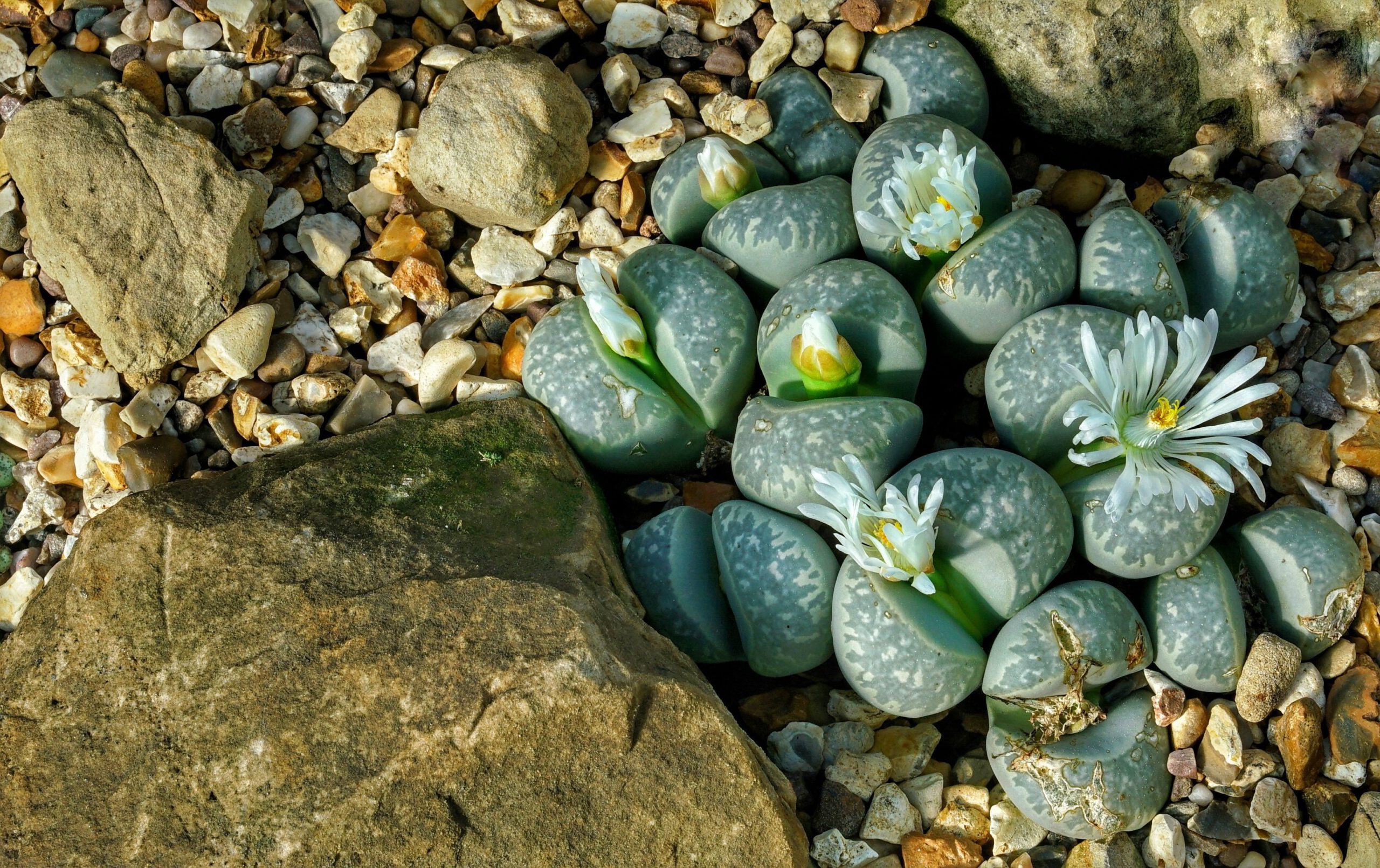 Lithops marmorata