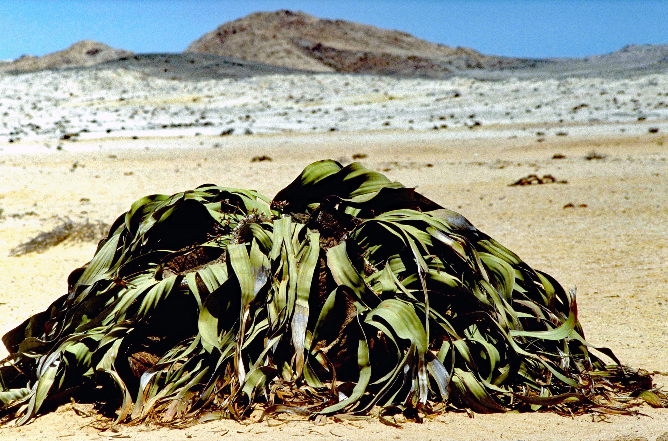 Welwitschia